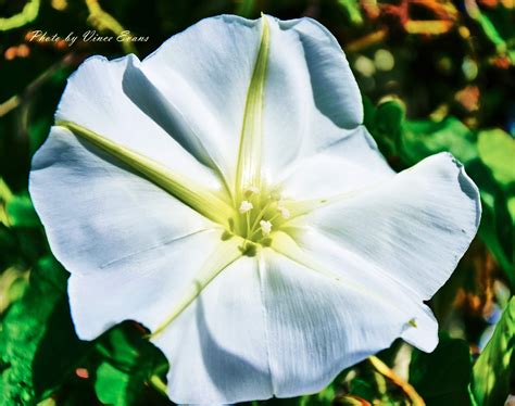 Moonflower Mysteries: Discovering the Supernatural Properties of these Magical Plants